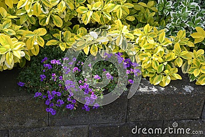 Various flowers and plants in home garden in Kastrup Denmark Stock Photo