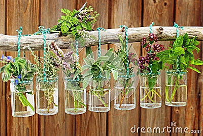 Various fresh herbs Stock Photo