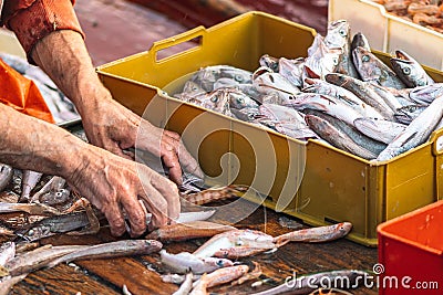 Various freshly just caught fish in plastic crates on a fishing wooden boat Stock Photo