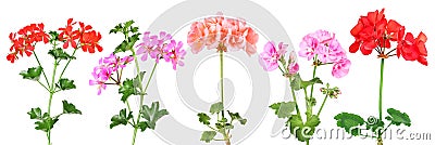 Various hanging and standing geraniums Stock Photo