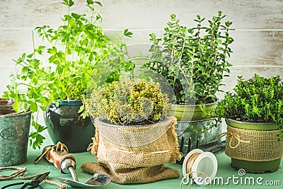 Various herbal plants for the garden or windowsill Stock Photo