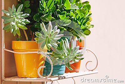 Various house green plants in flower pots Stock Photo