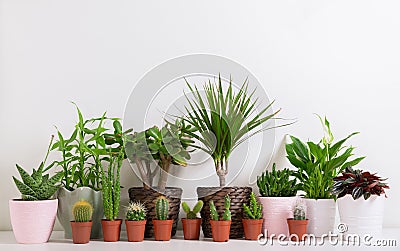 Various house plants. Collection of succulents and various types of cactus in a pots Stock Photo