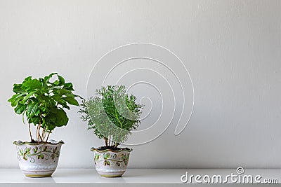 Various house plants in different pots against white wall. Indoor potted plants background with copy space. Stock Photo