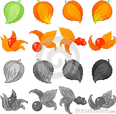 The various icons of ground cherry Vector Illustration