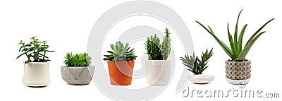 Various indoor cacti and succulents in pots isolated on white Stock Photo