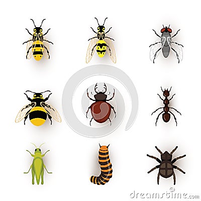 Various insects flat vector illustrations set Vector Illustration