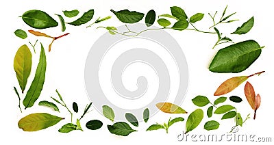 Various Isolated Leaf Lay on White background as Rectangle Frame Shape. Design for Decoration. Top View Stock Photo