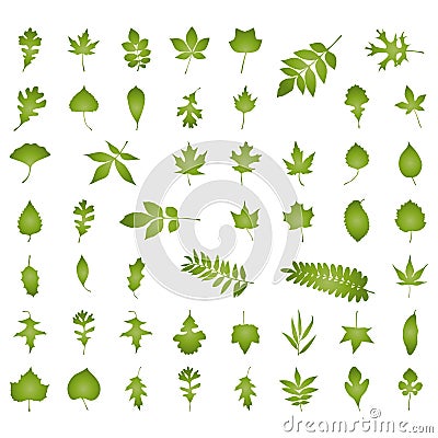 Various kind of natural leaf Vector Illustration