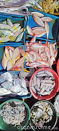 various marine animals sold in the market such as fish, squid and shellfish Stock Photo