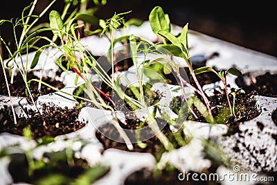Various mixed seedling group into planting pots Stock Photo