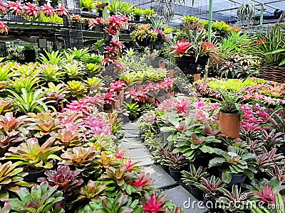 Various multicolored bromeliad plants garden, colorful bromeliad leaves Stock Photo