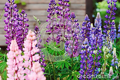 Various multicolour lupine flowers blooming in summer garden Stock Photo