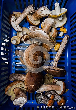 Various mushrooms in the basket collected in the forest, selective focus Stock Photo