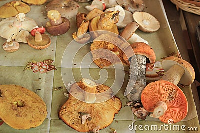 Various mushrooms Stock Photo