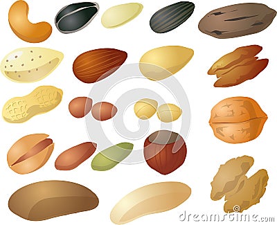 Various nuts and seeds Vector Illustration