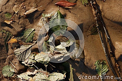 Various old and dirty autumn leaves Stock Photo