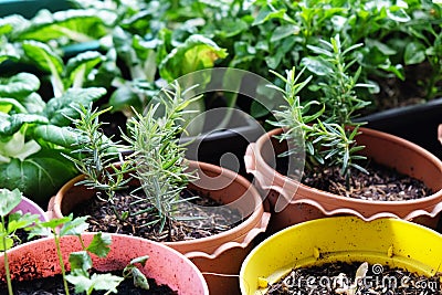 Various Organic Vegetables garden in house area Stock Photo