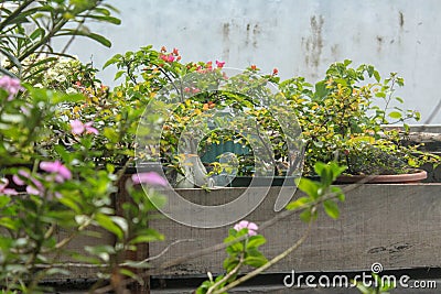 Various ornamental plants at home Stock Photo