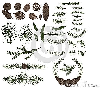 Various pine,spruce branches ,cones Vector Illustration