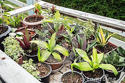 Various plant green leaves growing in pot on wooden cart Stock Photo