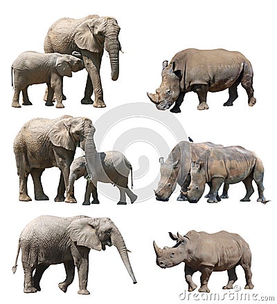 The various postures of the african elephant and white rhinoceros or square-lipped rhinoceros on white background Stock Photo