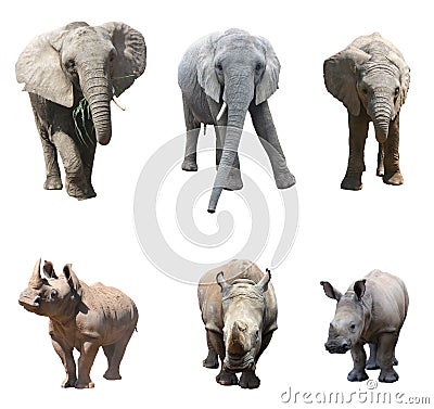 The various postures of the african elephant and white rhinoceros or square-lipped rhinoceros on white background Stock Photo