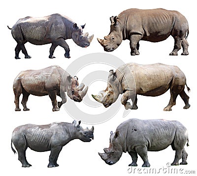 The various postures of the black rhinoceros and white rhinoceros on white background. Stock Photo