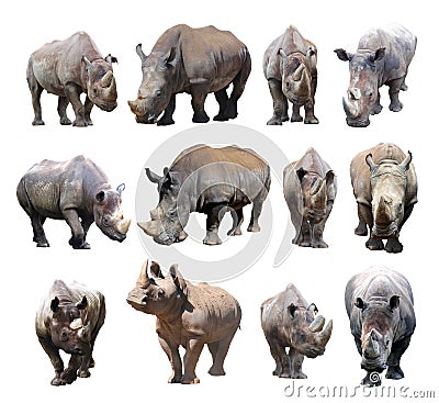 The various postures of the black rhinoceros and white rhinoceros on white background. Stock Photo