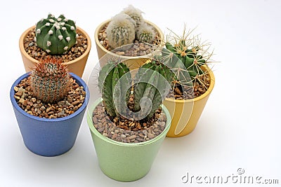 Various Potted Cacti Stock Photo