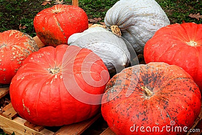 Various Pumpkins Stock Photo