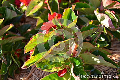 Various Red Flowers and Green Leaves Stock Photo