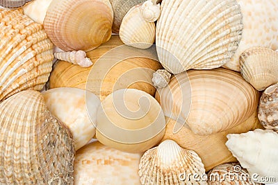 Various Seashells Stock Photo