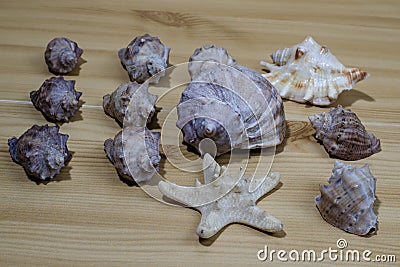 Many small seashells of various kinds on a wooden table Stock Photo