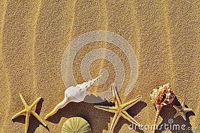 Various seashells on a sandy beach with copy space Stock Photo