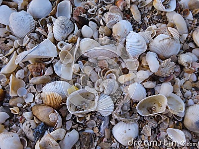 Various shells on the beach Stock Photo