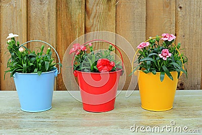 Spring Bulbs Growing In Colourful Pots Stock Photo