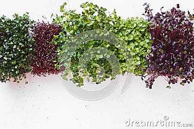 Various Sprouting Seeds In Box For Garden And Salad Stock Photo