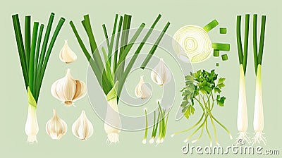 various stages and parts of allium plants, from spring onions to mature garlic bulbs, rendered in a classic style perfect for both Stock Photo