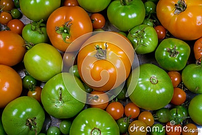 Various Stages of Ripening Tomatoes Stock Photo