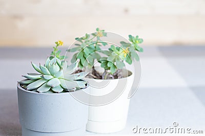 Various succulents, Echeveria colorata, plants in pots indoors, copyspace, minimal style Stock Photo
