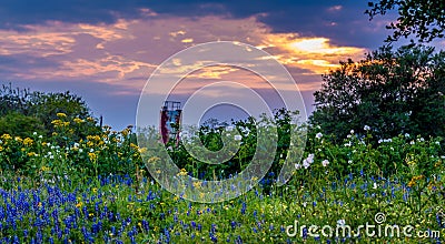 Various Texas Wildflowers in a Texas Pasture at Sunset Stock Photo