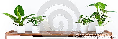 Various tropical houseplants in white ceramic pots on a shelf against white wall. Indoor home garden banner. Exotic house plants. Stock Photo