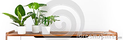 Various tropical houseplants in white ceramic pots on a shelf against white wall. Indoor home garden banner. Potted houseplants. Stock Photo