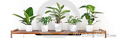 Various tropical houseplants in white ceramic pots on white shelf against white wall. Indoor home garden banner. Stock Photo