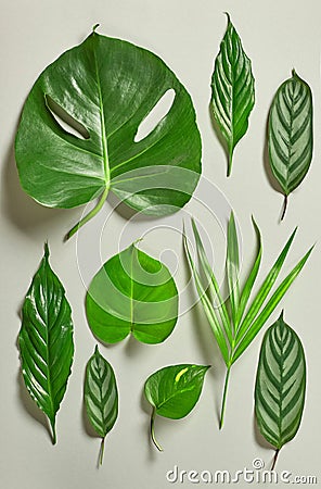 Various tropical leaves Stock Photo