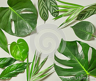 Various tropical leaves Stock Photo