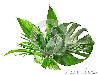 Various tropical leaves Stock Photo
