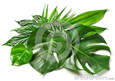 Various tropical leaves Stock Photo