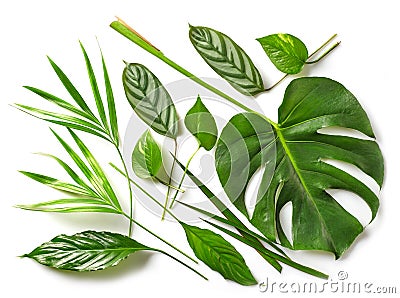 Various tropical leaves Stock Photo